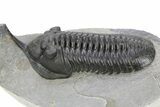 Huge, Morocconites Trilobite Fossil - Ofaten, Morocco #255446-3